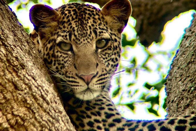 1. Day safaris to Mikumi by Train from dar es salaam - Comfort and service: private transport, licensed guide/driver, and named talent