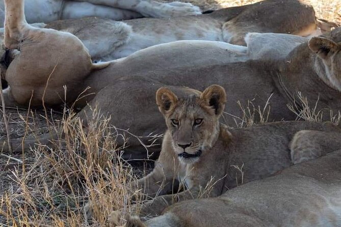 1. Day safaris to Mikumi by Train from dar es salaam - Price and value at $370 per person: what you are paying for