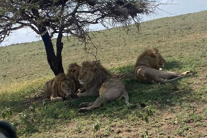 1. Day safaris to Mikumi by Train from dar es salaam - The road to Mikumi: what that 1 hour 30 minutes is really buying you
