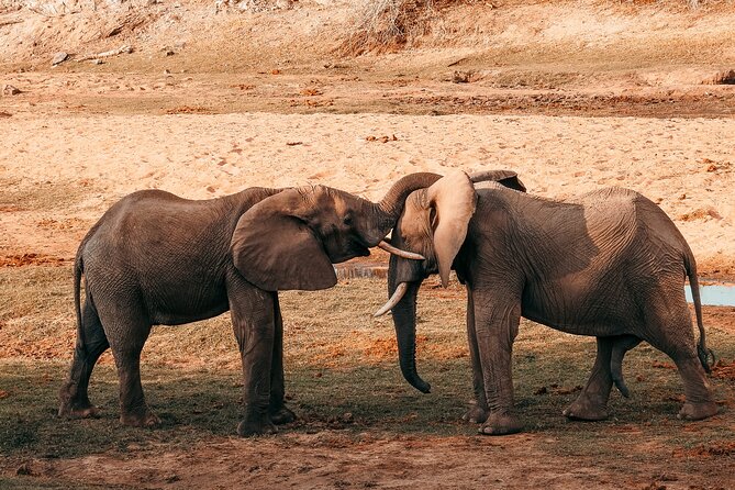 1-Day Selous (Nyerere National Park) Fly-In Safari from Zanzibar - Key highlights you can plan around