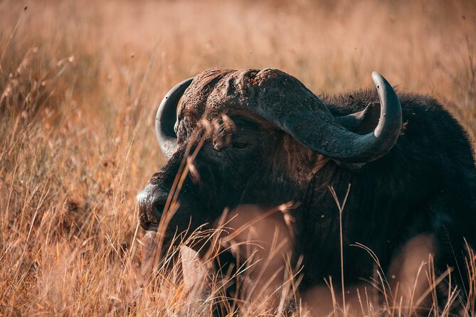1-Day Selous (Nyerere National Park) Fly-In Safari from Zanzibar - From Abeid Amani Karume Airport: start early, stay flexible