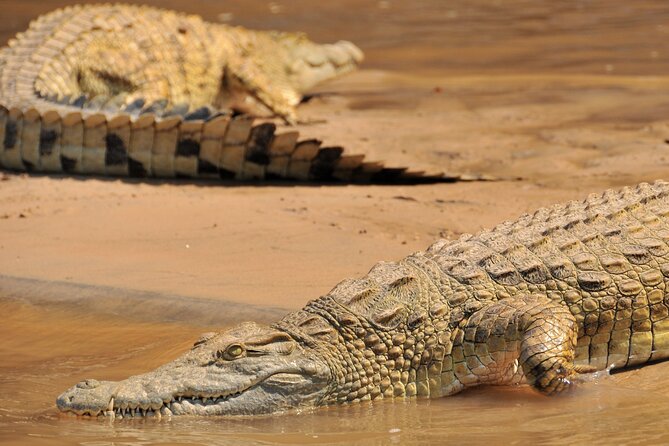 1-Day Selous (Nyerere National Park) Fly-In Safari from Zanzibar - Big game you’ll hope to see, and how to think about it