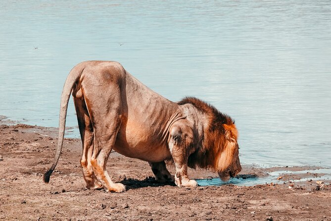 1-Day Selous (Nyerere National Park) Fly-In Safari from Zanzibar - The bush picnic: small break, big feeling