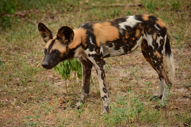 1-Day Selous (Nyerere National Park) Fly-In Safari from Zanzibar - Your wildlife game drive stops: what to expect and how to stay comfortable