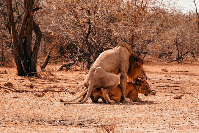 1-Day Selous (Nyerere National Park) Fly-In Safari from Zanzibar - Landing in Nyerere: the payoff of driving a huge park