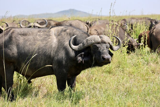 1 Day Tanzania Sharing Budget Group joining Tour to Ngorongoro - Why Ngorongoro Crater Is the Perfect 1-Day Goal (Even If You Have Limited Time)