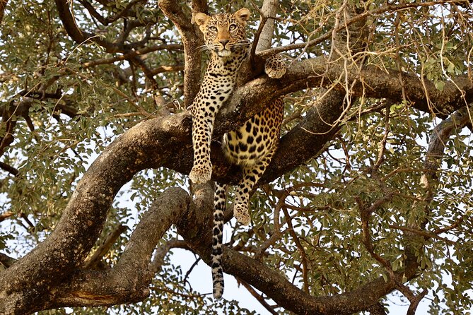 1 Day Tanzania Sharing Budget Group joining Tour to Ngorongoro - Your Picnic Lunch Box: Why Food Timing Matters on Safari