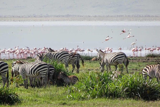1-Day Tour to Ngorongoro Crater - Small group safari to max 7, what that really changes