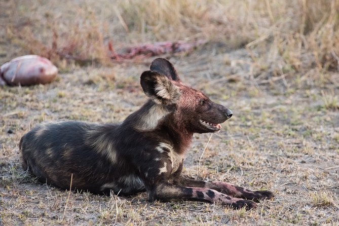 1 days Tanzania Sharing Joining group Safari - Ngorongoro Crater - Key highlights from a one-day Ngorongoro Crater safari