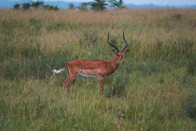 1 days Tanzania Sharing Joining group Safari - Ngorongoro Crater - Ngorongoro Crater, explained in plain terms