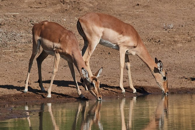1 days Tanzania Sharing Joining group Safari - Ngorongoro Crater - Price and value: is $270 a smart deal for a one-day safari?