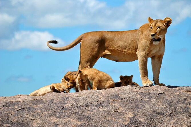 1 Daytrip Amazing to Ngorongoro Crater from Arusha or Moshi - What you can realistically see: rhinos, lions, hippos, and flamingos