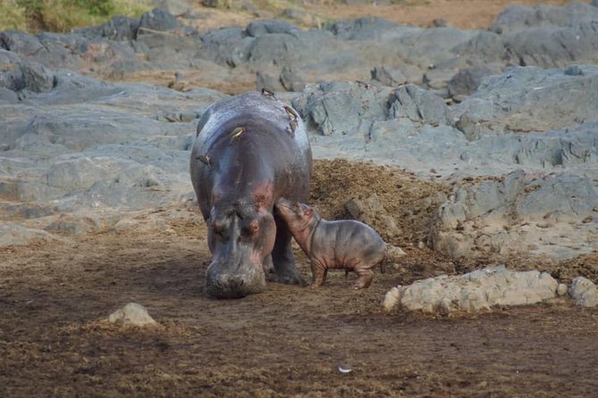 1 Daytrip Amazing to Ngorongoro Crater from Arusha or Moshi - When to go and how to prepare for a fast, wildlife-heavy day