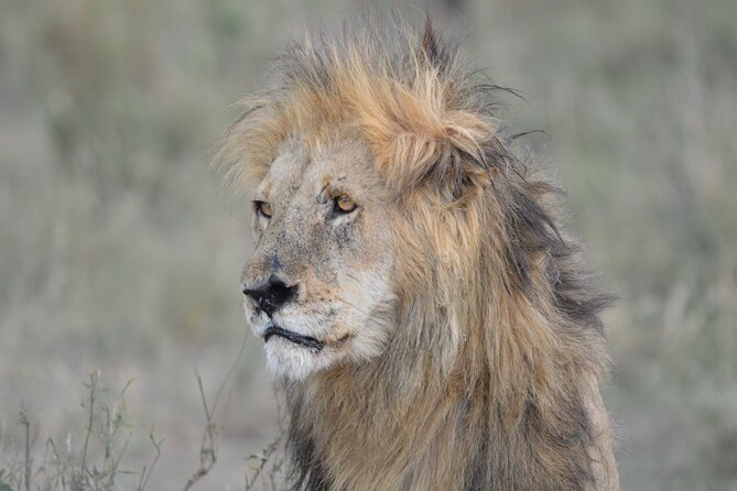 10-Day Amazing Comfort Camping Safari - Serengeti: Seronera River Drives and the Off-the-Beaten-Path Feel