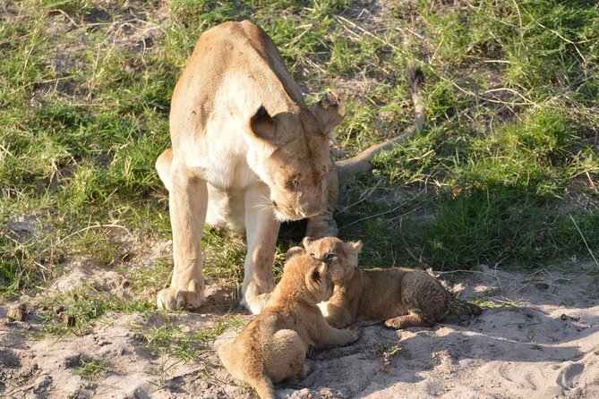 10-Day Amazing Comfort Camping Safari - Tarangire: Elephant Chances, Larmaku Swamp Birds, and Hot-Spot Wildlife