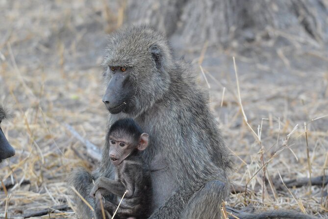 10-Day Amazing Comfort Camping Safari - The Day-to-Day Rhythm: Early Starts, Lunch Breaks, and Your Timing Choices