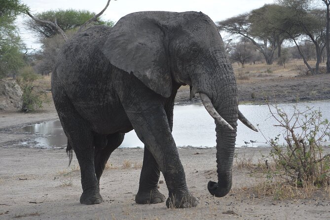 10-Day Amazing Comfort Camping Safari - Arusha National Park: Ranger Walks, Hot Lunch, and Waterfall Views