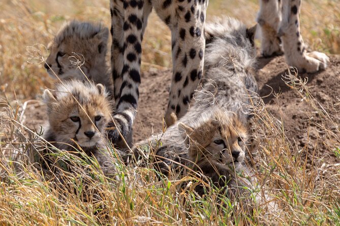 10-Day Predators Tanzania Safari Luxury Package - Moshi start, Kilimanjaro welcome, and the smooth handoff to safari life