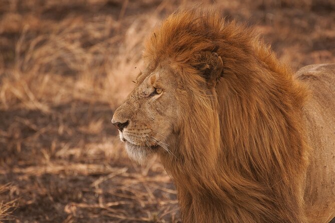 10-Day Predators Tanzania Safari Luxury Package - Night-before-your-lens moment: how Ngorongoro changes the game