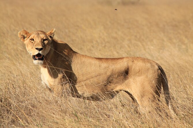 10-Day Predators Tanzania Safari Luxury Package - Lake Eyasi culture day: Datoga and Busmen/Hadzabe life