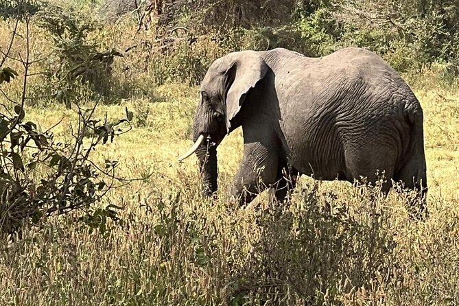 10 Day Serengeti, Ngorongoro Crater and Zanzibar Private Tour - Key highlights worth planning around