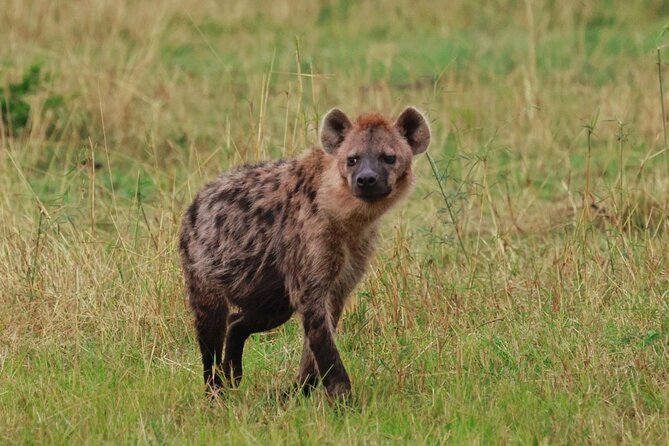 10 Day Serengeti, Ngorongoro Crater and Zanzibar Private Tour - A private 10-day safari-and-island plan that actually balances
