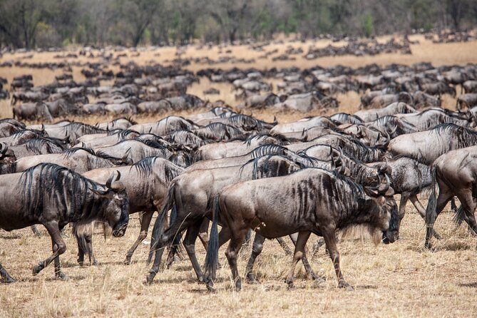 10-Day Serengeti Wildebeest Migration Safari from Arusha - Tarangire National Park: Elephant Focus and Birding Time
