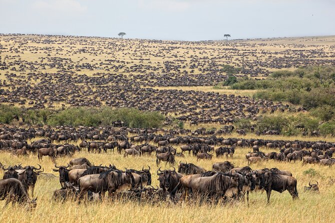 10-Day Serengeti Wildebeest Migration Safari from Arusha - Camps and Comfort: Upscale Tents, Lodges, and Private Vehicle Time