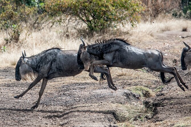 10-Day Serengeti Wildebeest Migration Safari from Arusha - Food, Timing, and What Meals You Actually Get