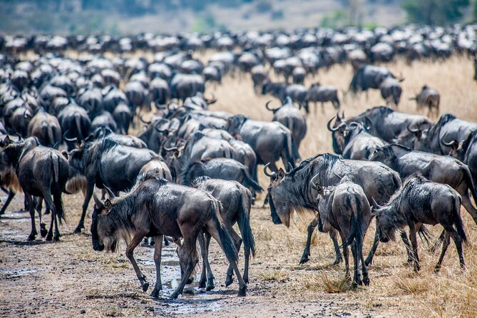 10-Day Serengeti Wildebeest Migration Safari from Arusha - Three Days in Serengeti Central (Seronera): More Herd, More Options