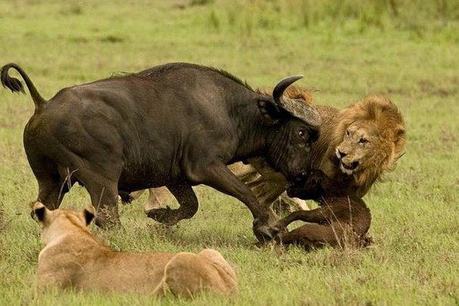10 days family safari Tanzania - Key Highlights at a Glance