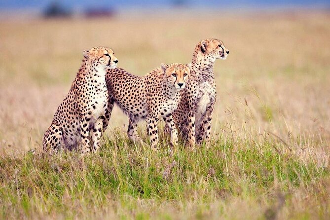 10 days family safari Tanzania - Ngorongoro Conservation Area: Optional Oldupai and Maasai Boma Time