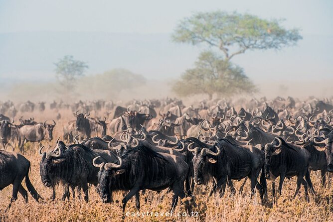 10 days family safari Tanzania - Tarangire National Park: Baobabs, Elephant Herds, and Oryx Chances