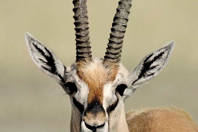 10 days family safari Tanzania - Lake Manyara: First Wildlife Wins and a Chance at a Special Lion