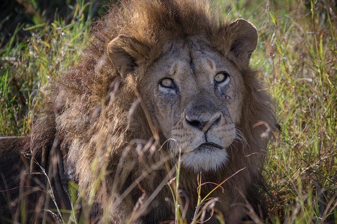 10 Days Mikumi Ruaha Selous Experience - Key highlights worth planning around