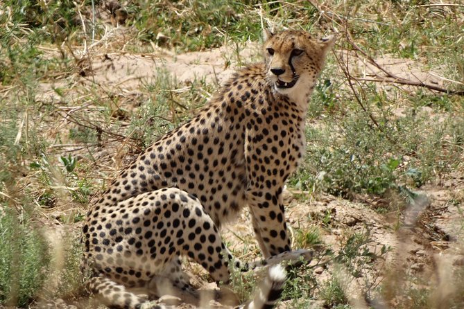 10 days Safari to Nyerere NP, Ruaha NP, Udzungwa NP and Mikumi NP + Isimila Site - Why this southern Tanzania route works (and who it suits)