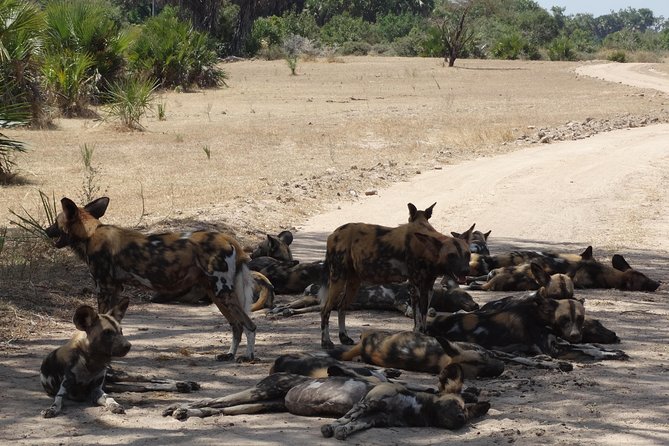 10 days Safari to Nyerere NP, Ruaha NP, Udzungwa NP and Mikumi NP + Isimila Site - Lodges, comfort level, and the reality of “safari standard”
