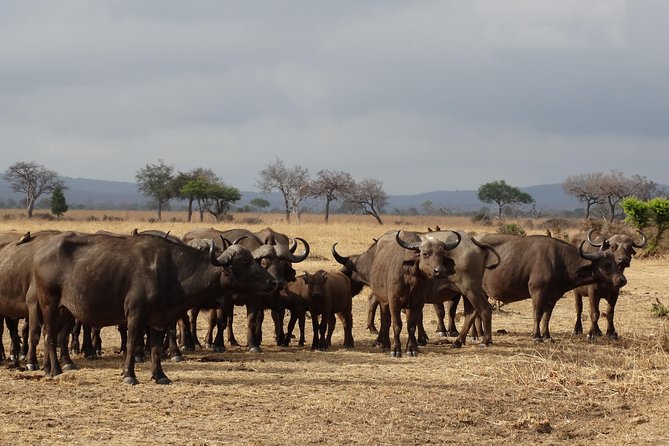 10 days Safari to Nyerere NP, Ruaha NP, Udzungwa NP and Mikumi NP + Isimila Site - Tips to make this itinerary feel smooth, not exhausting