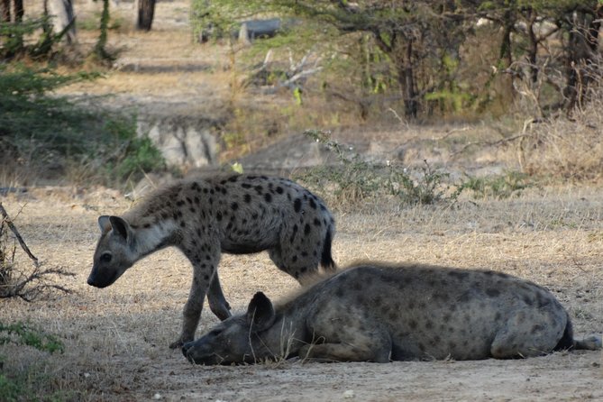 10 days Safari to Nyerere NP, Ruaha NP, Udzungwa NP and Mikumi NP + Isimila Site - Should you book this safari?