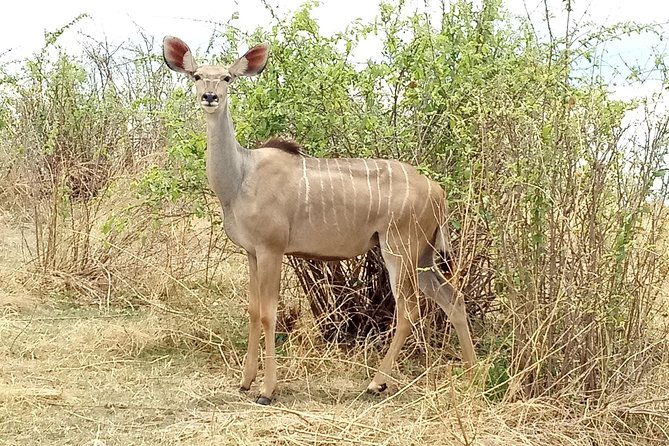 10 days Safari to Nyerere NP, Ruaha NP, Udzungwa NP and Mikumi NP + Isimila Site - Day by day in the Selous to Ruaha to Udzungwa to Mikumi circuit