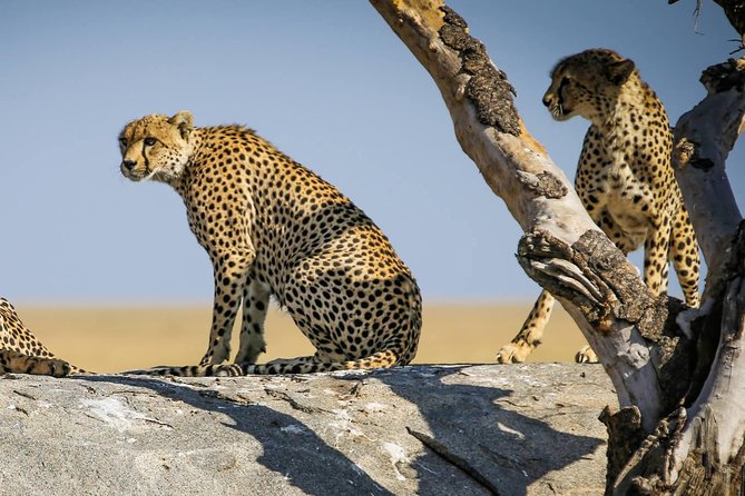 12 Days Amazing Tanzania Wildlife and Cultural Experience - Arusha National Park: a gentler wildlife start with optional extras