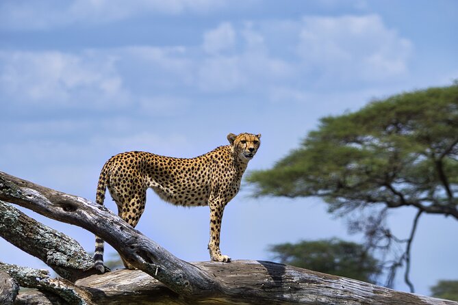 12 days Luxury Tanzania Honeymoon Safari and Zanzibar - Serengeti Full Game Drives: Migration Country, Plus Predators When the Timing Works