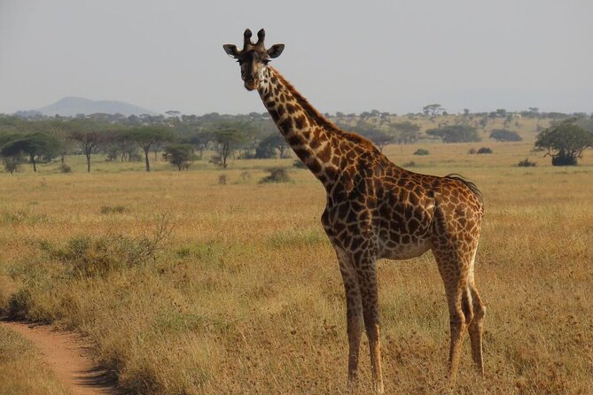 12 Days Safari Tour around Mt Kilimanjaro off the beaten - Enduimet Wildlife Reserve: Kilimanjaro Views and a Guided Walk
