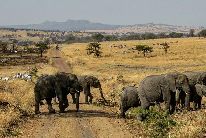 12 Days Safari Tour around Mt Kilimanjaro off the beaten - Mkomazi National Park: African Wild Dogs, Black Rhino Country, Two Game Drives