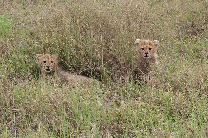 12 Days Safari Tour around Mt Kilimanjaro off the beaten - Serengeti via Klens Gate: Big Cats and Migration Country in Two Days