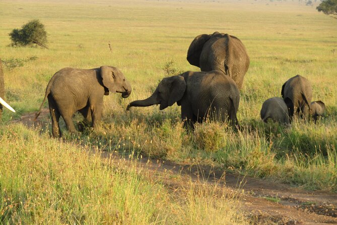 12 Days Safari Tour around Mt Kilimanjaro off the beaten - Ngorongoro Crater: Collapsed Volcano Views and a Big Five Hunt