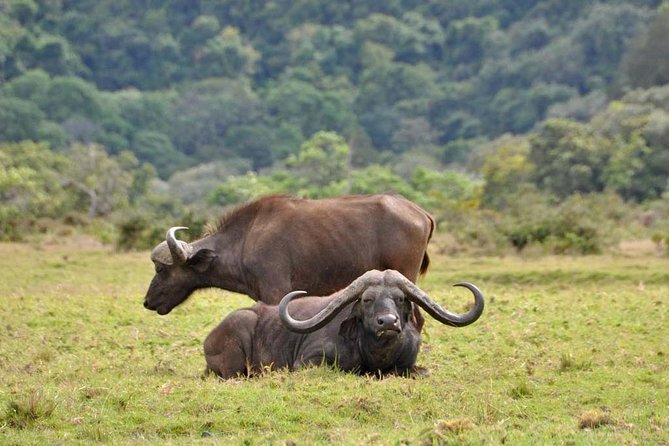13 Days Adventure in Tanzania - Trekking and Wildlife Safari - Arusha and the Trek Kickoff at Machame Gate (1,790m)