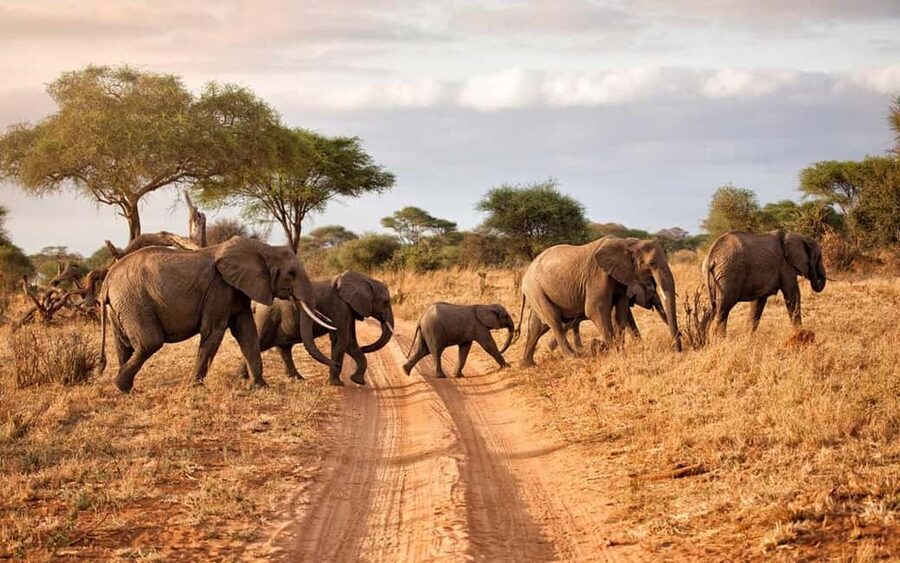 2 DAY-ADVENTURE SAFARI IN TANZANIA - Key Safari Highlights at a Glance