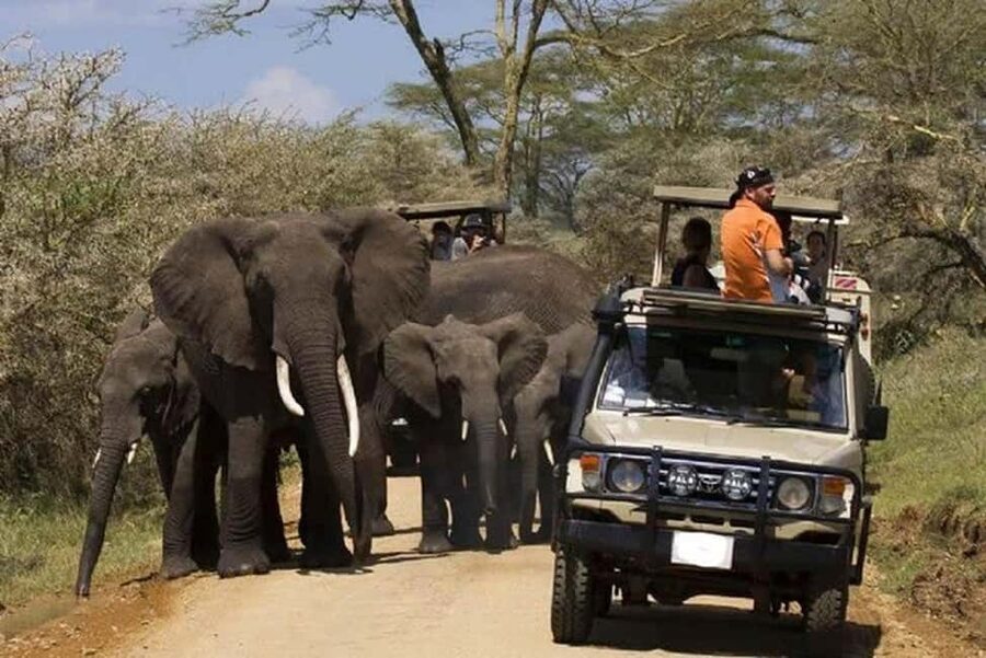 2 DAY-ADVENTURE SAFARI IN TANZANIA - The Real Charm of a Tight 2-Day Safari