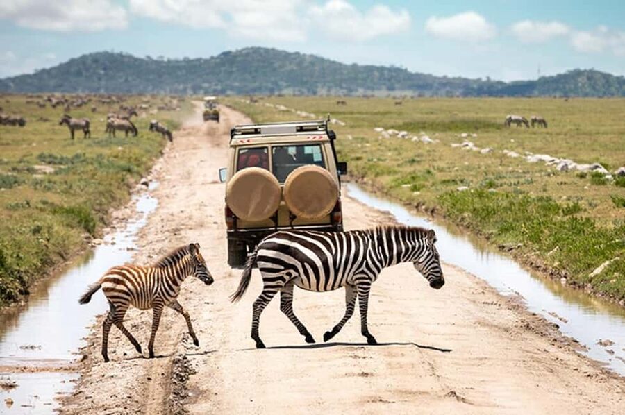 2 DAY-ADVENTURE SAFARI IN TANZANIA - Day 2 Ngorongoro Crater: Big Five Concentration and a Picnic Lunch in the Caldera